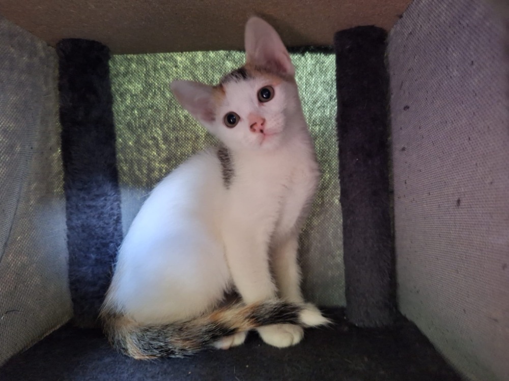 Animal à l'adoption