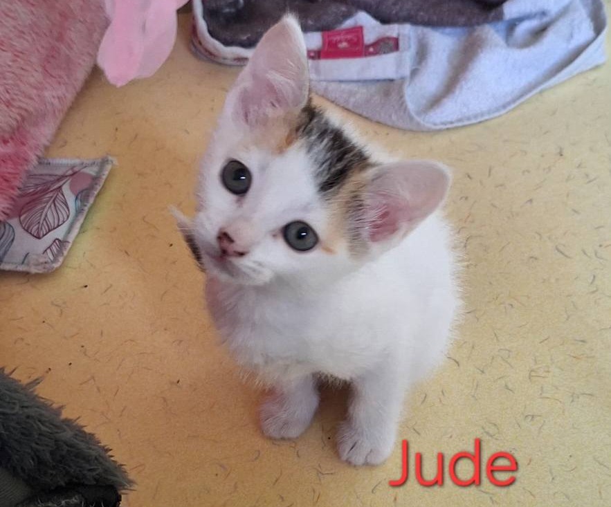 Photo de Jude