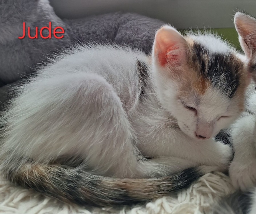 Photo de Jude