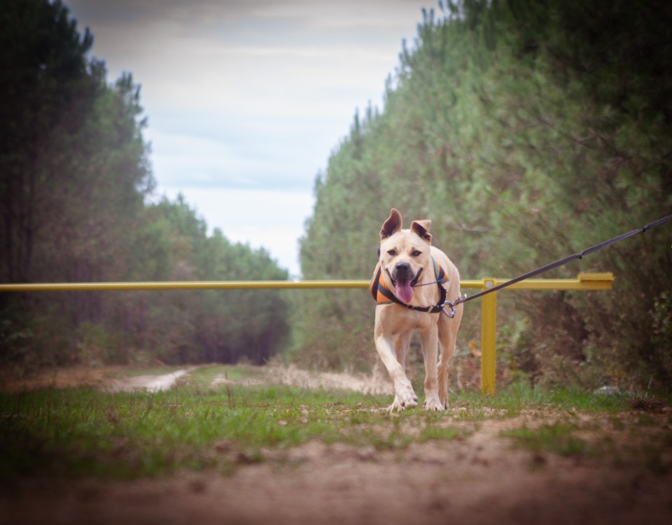 Photo de Jumpy