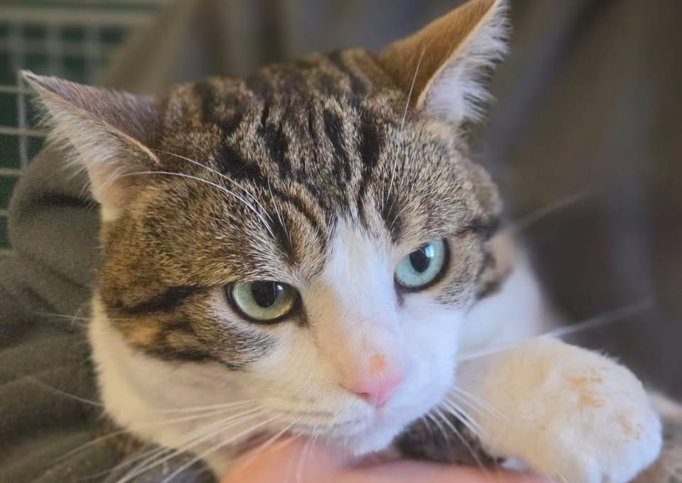 Animal à l'adoption