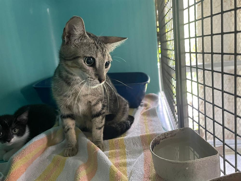 Animal à l'adoption