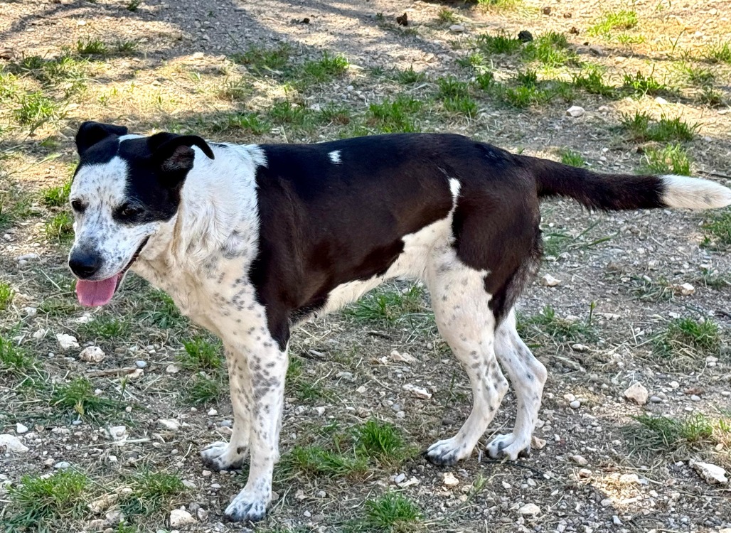 Kaina