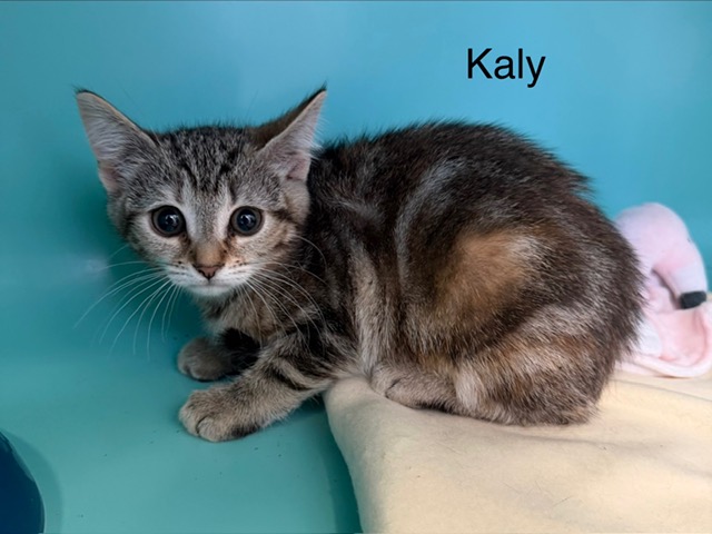 Kaly