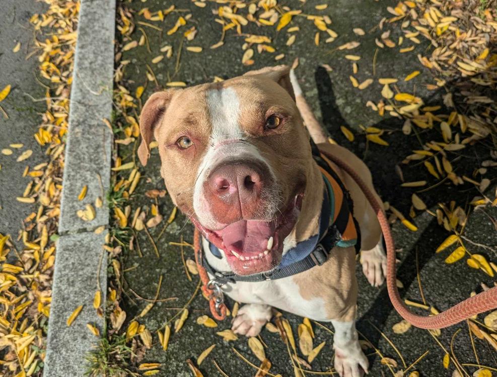 Animal à l'adoption