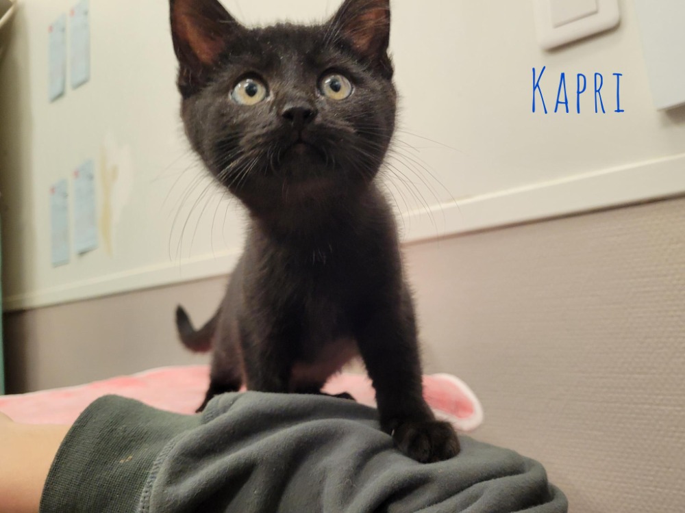 Animal à l'adoption