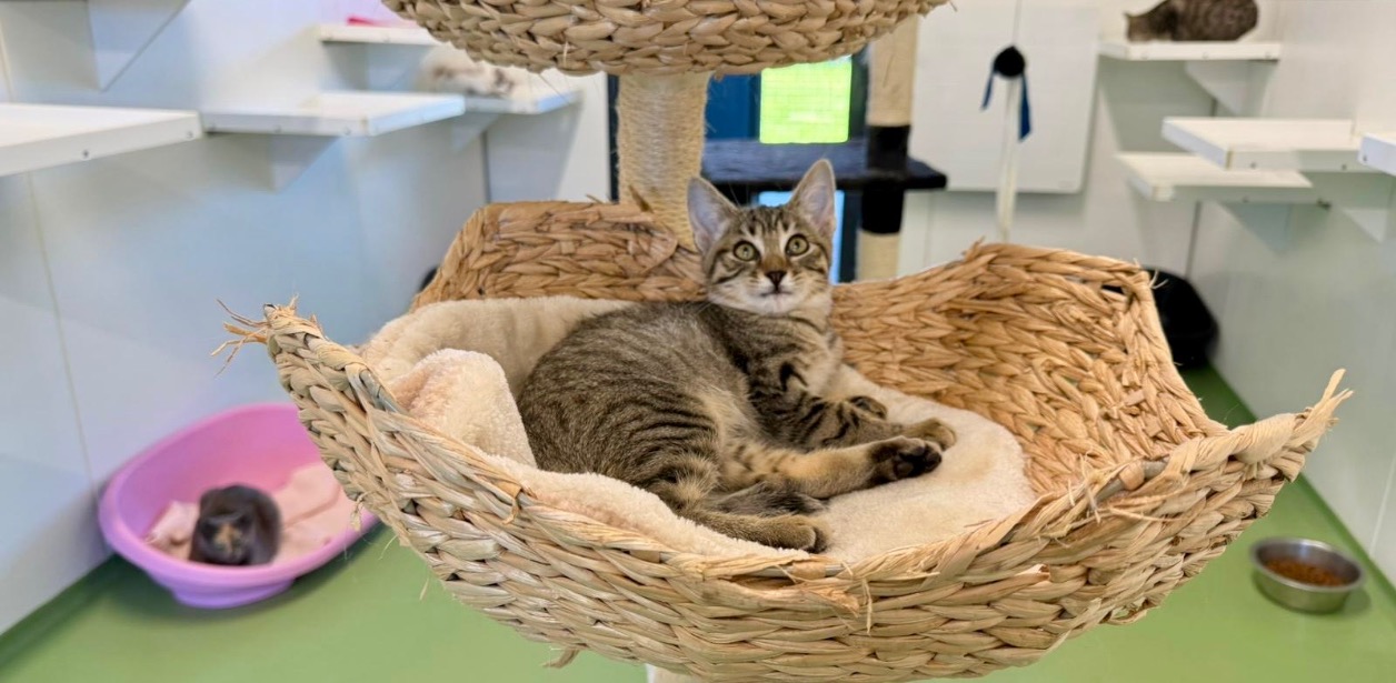 Animal à l'adoption