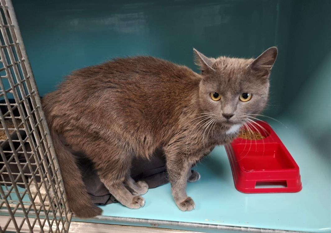 Animal à l'adoption