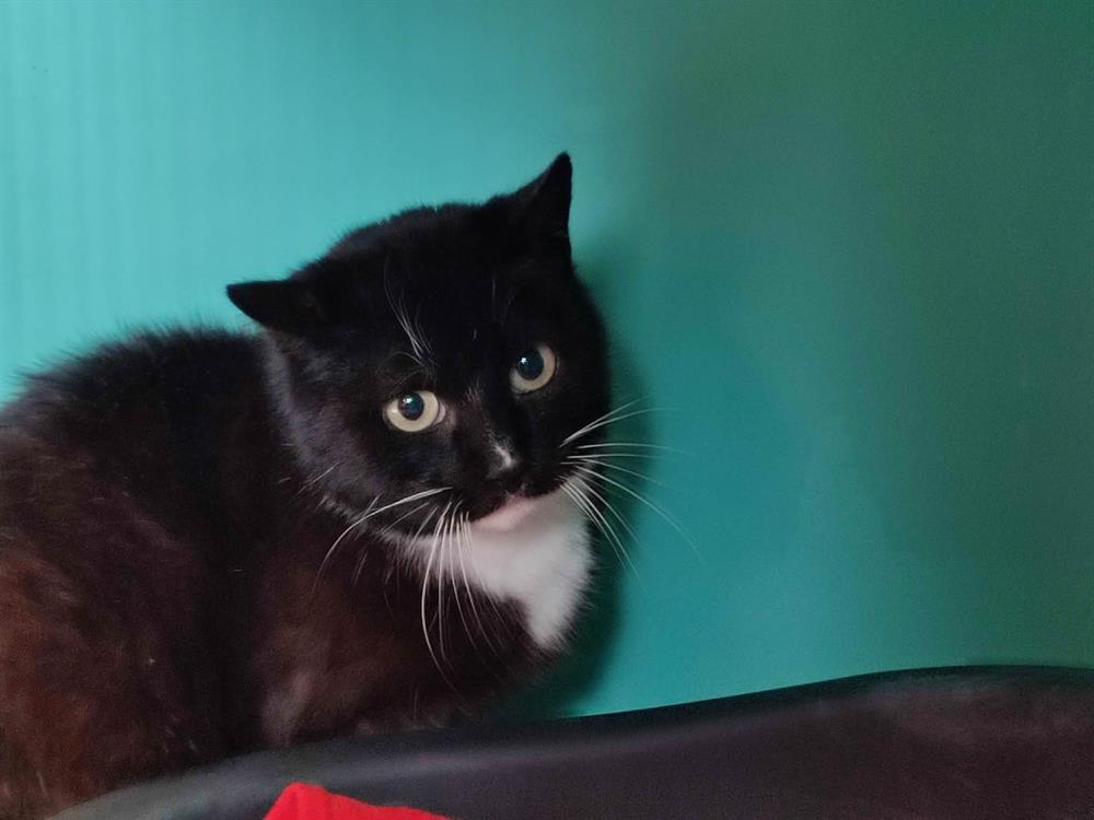 Animal à l'adoption