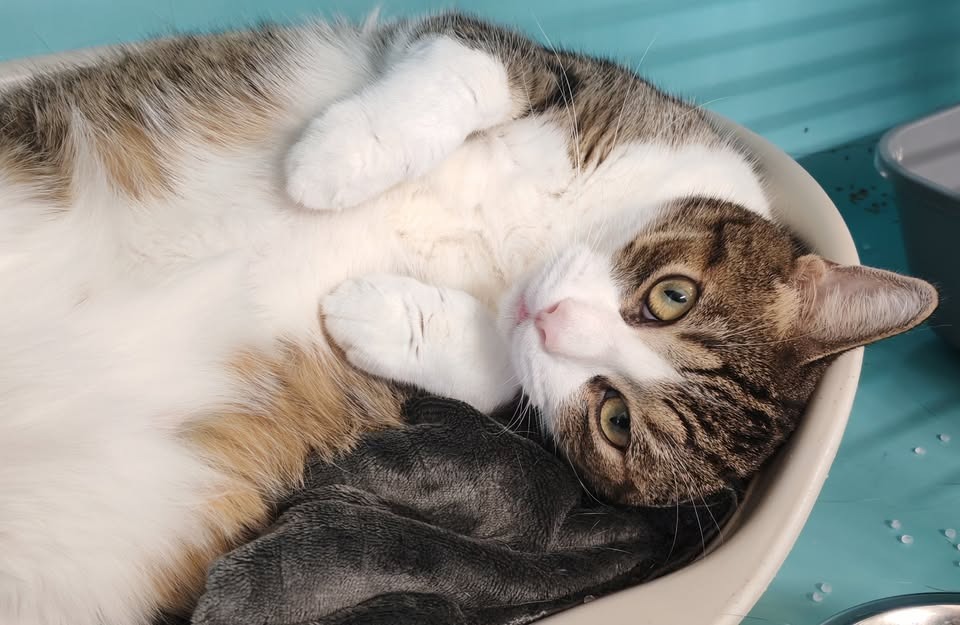 Animal à l'adoption