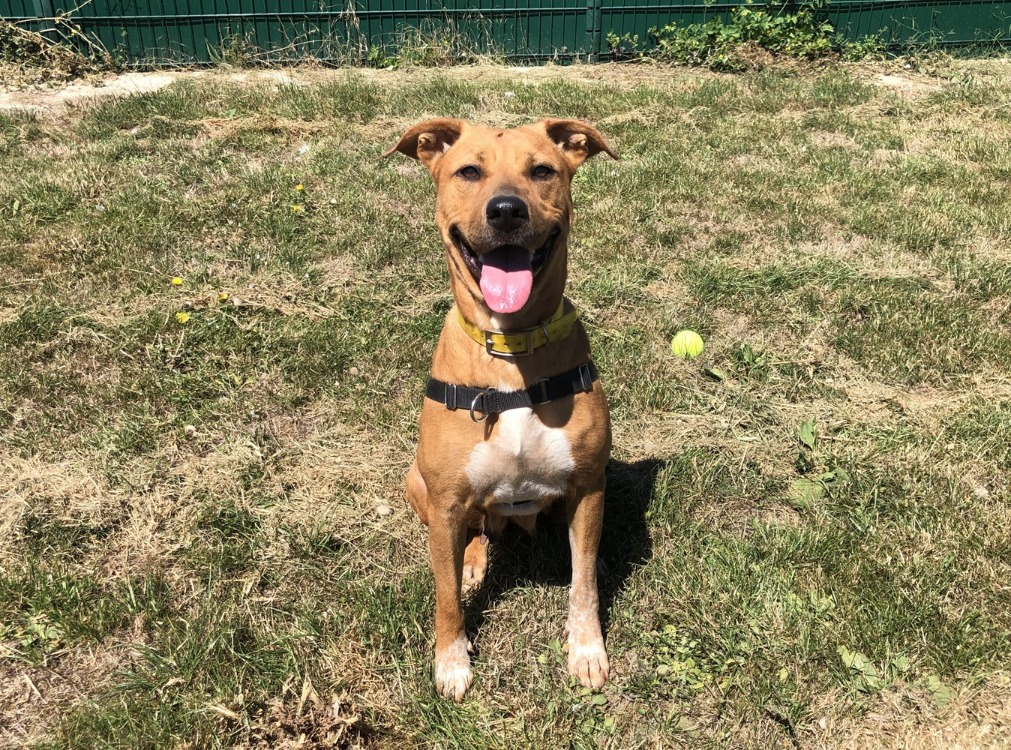 Animal à l'adoption