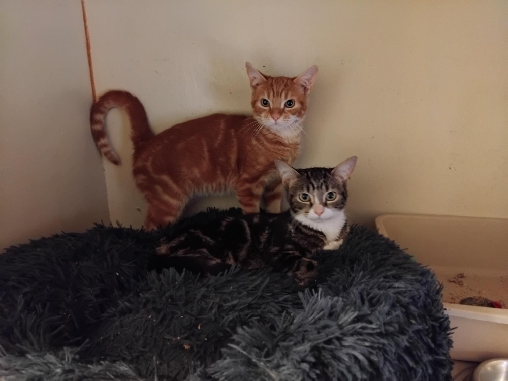 Animal à l'adoption
