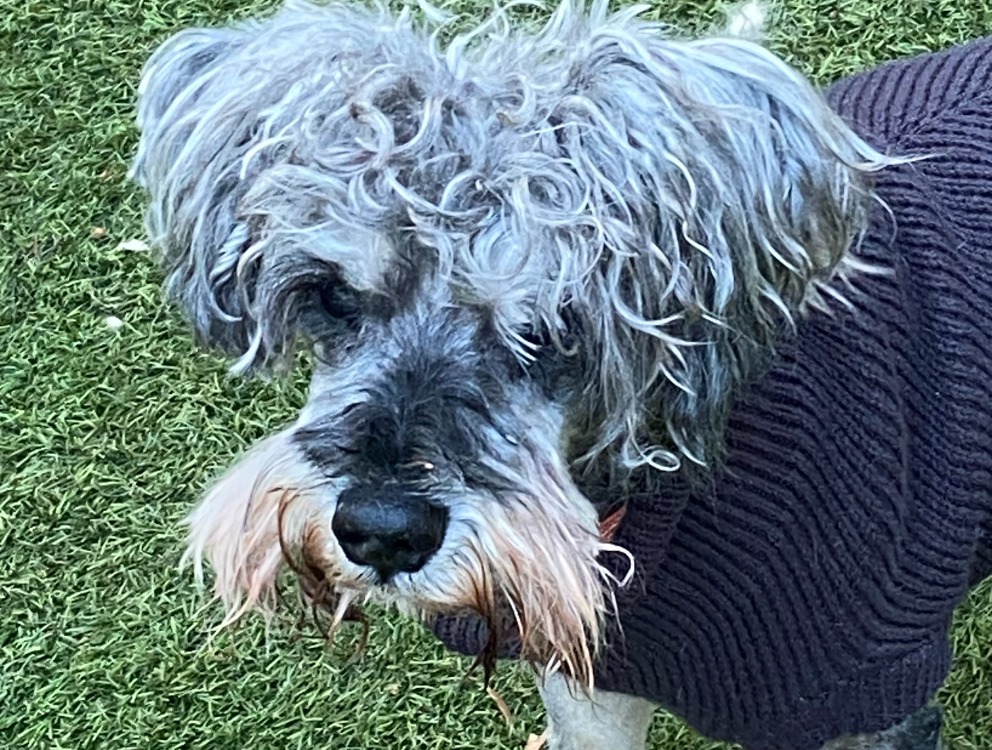 Animal à l'adoption