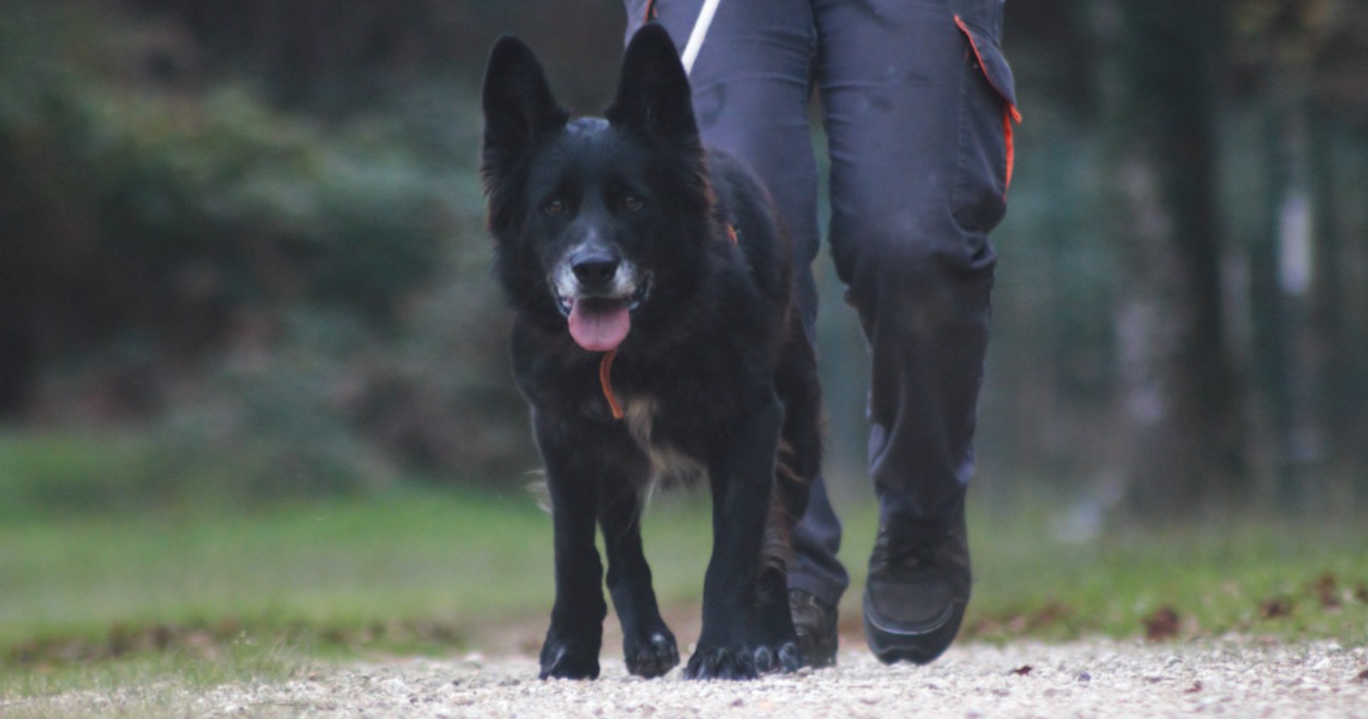 Animal à l'adoption