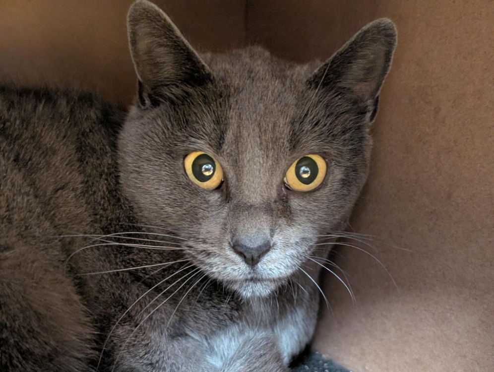 Animal à l'adoption