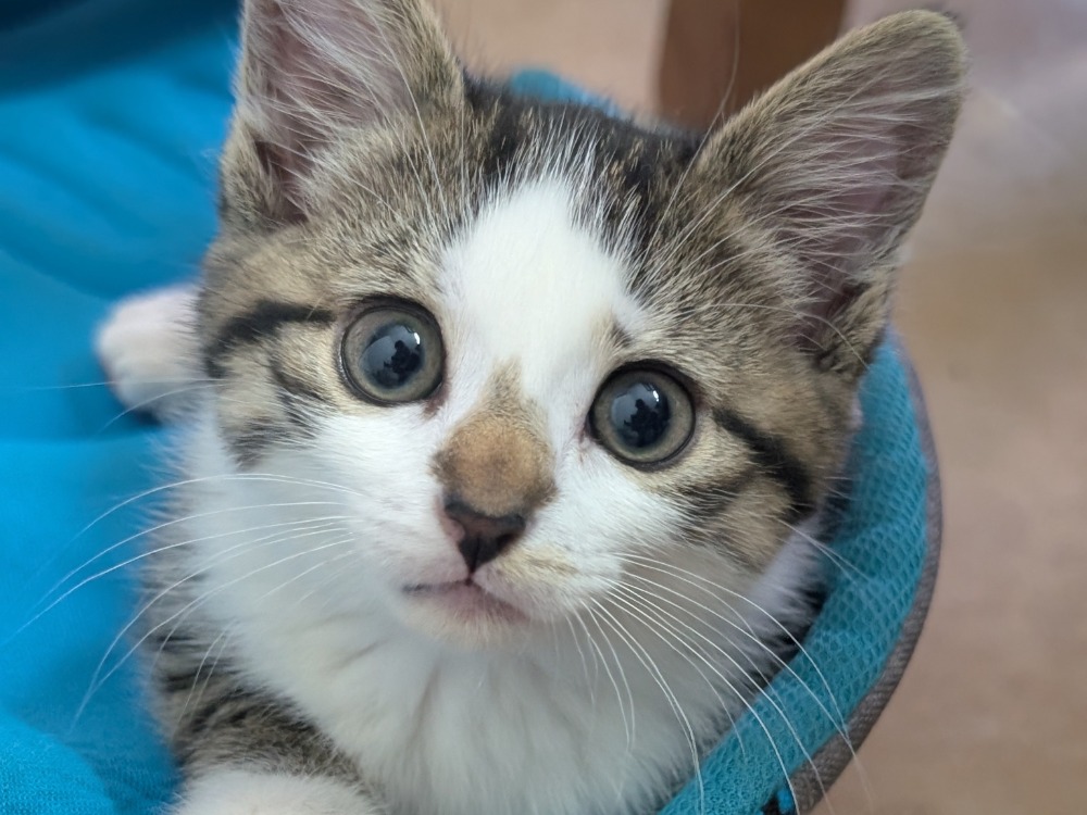 Kiara  ( adoption en cours )