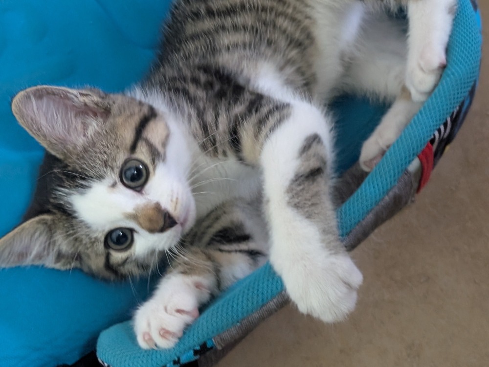 Photo de Kiara  ( adoption en cours )