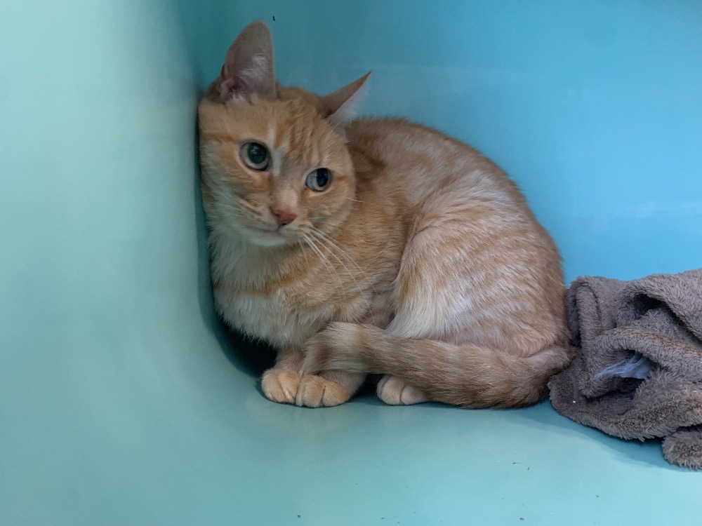 Animal à l'adoption