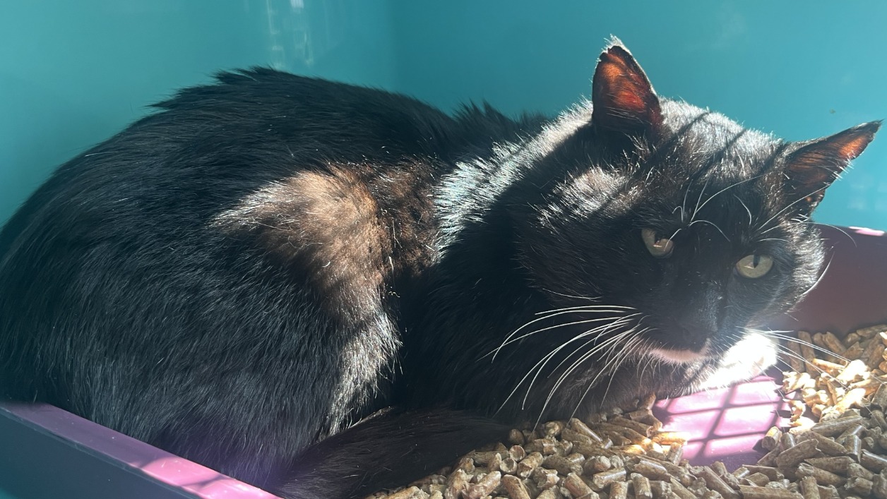 Animal à l'adoption