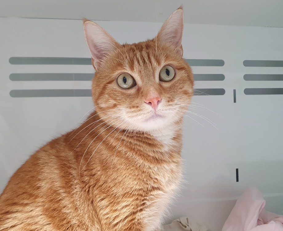 Animal à l'adoption