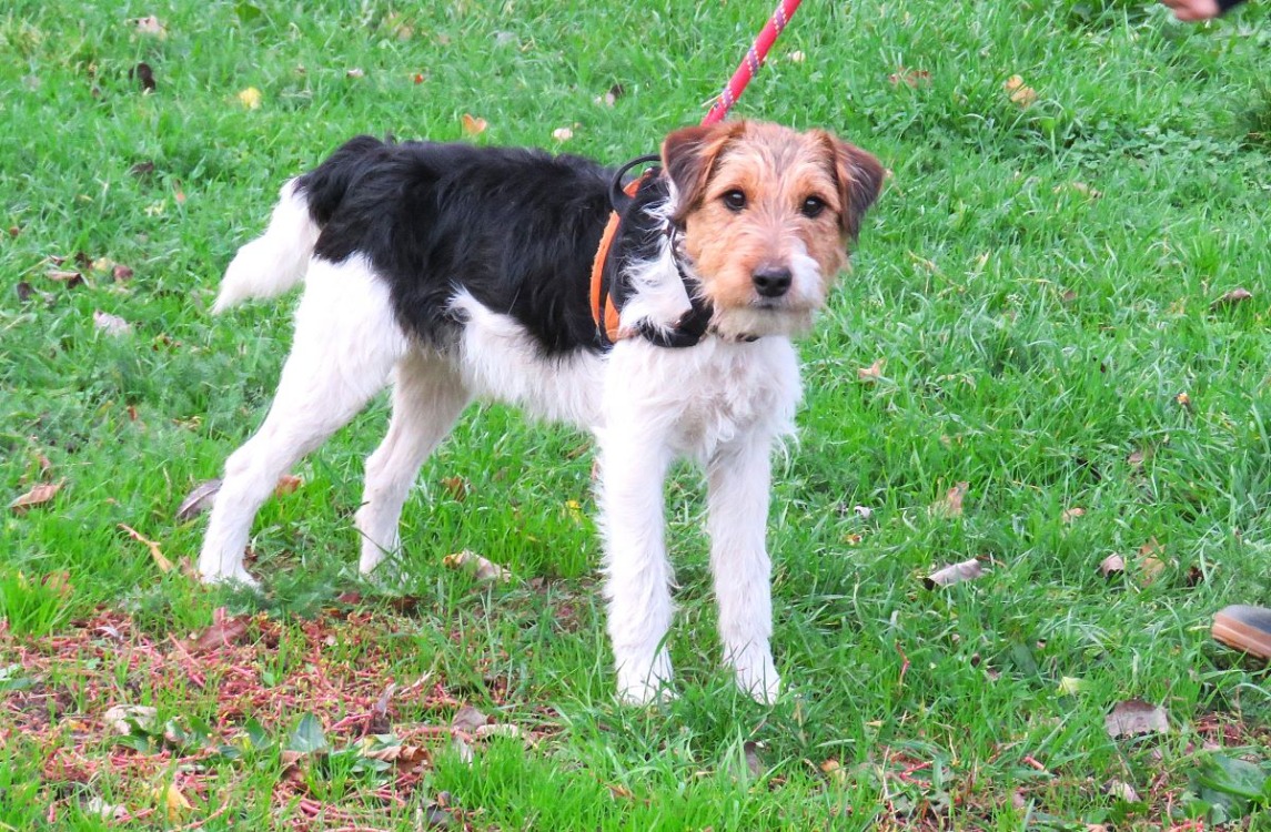 Animal à l'adoption