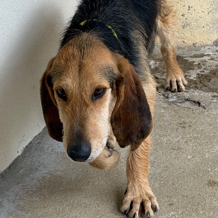 Animal à l'adoption