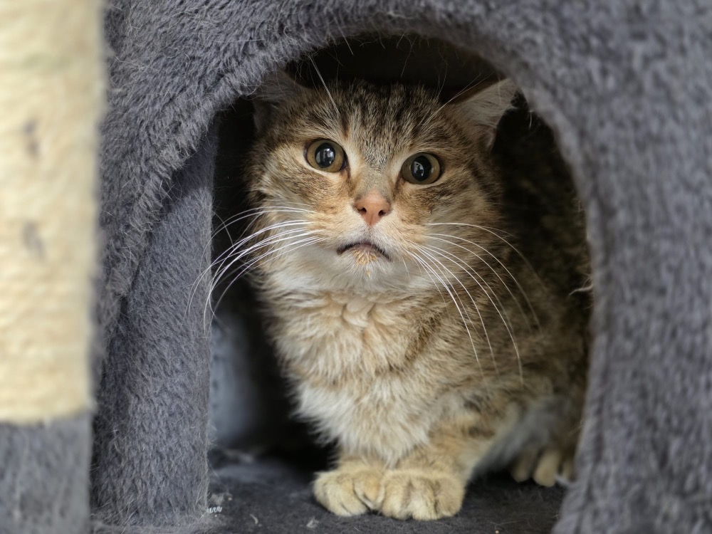 Animal à l'adoption