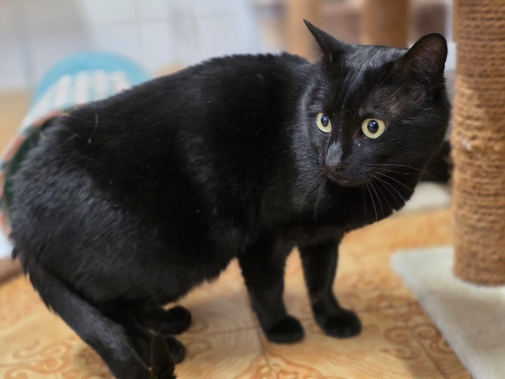 Animal à l'adoption