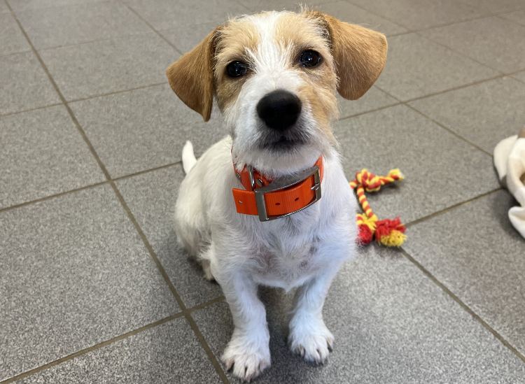 Animal à l'adoption