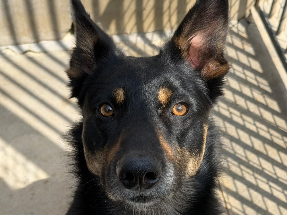 Animal à l'adoption