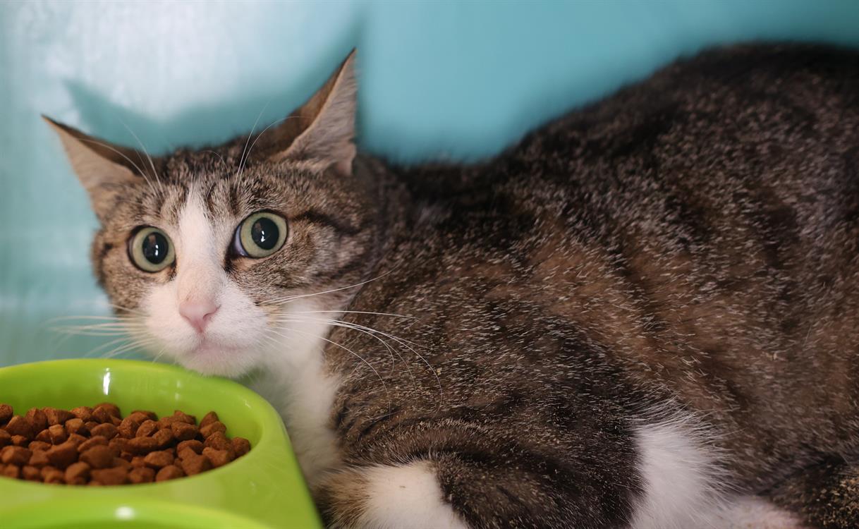 Animal à l'adoption