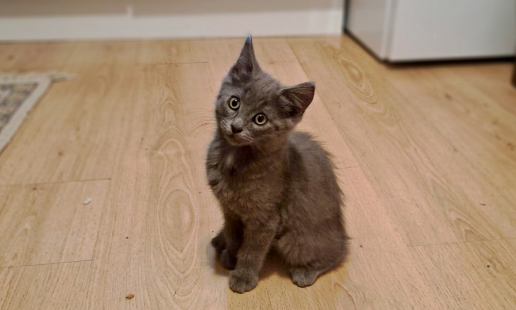 Kuro (réservé)