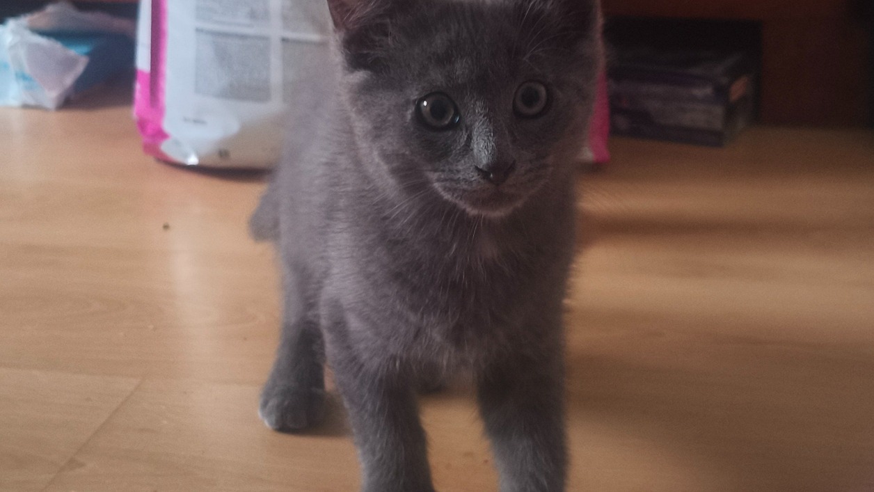 Photo de Kuro (réservé)