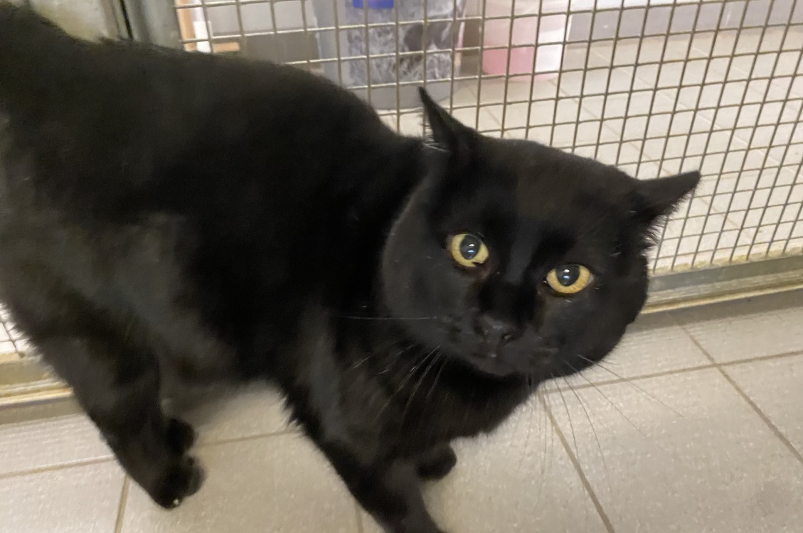 Animal à l'adoption