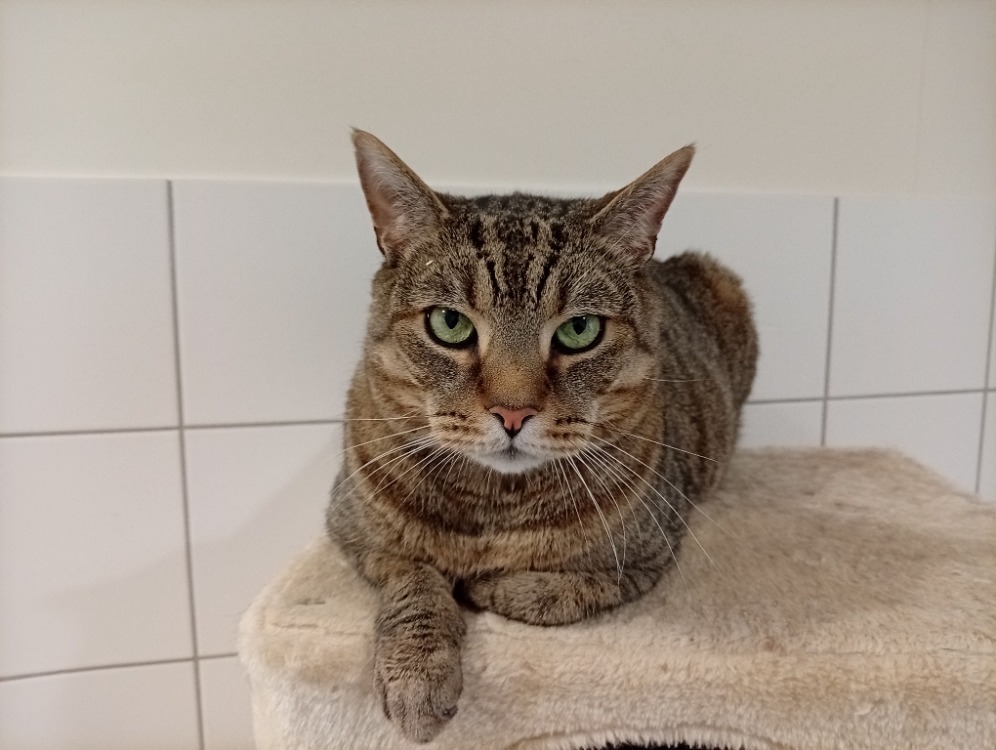 Animal à l'adoption