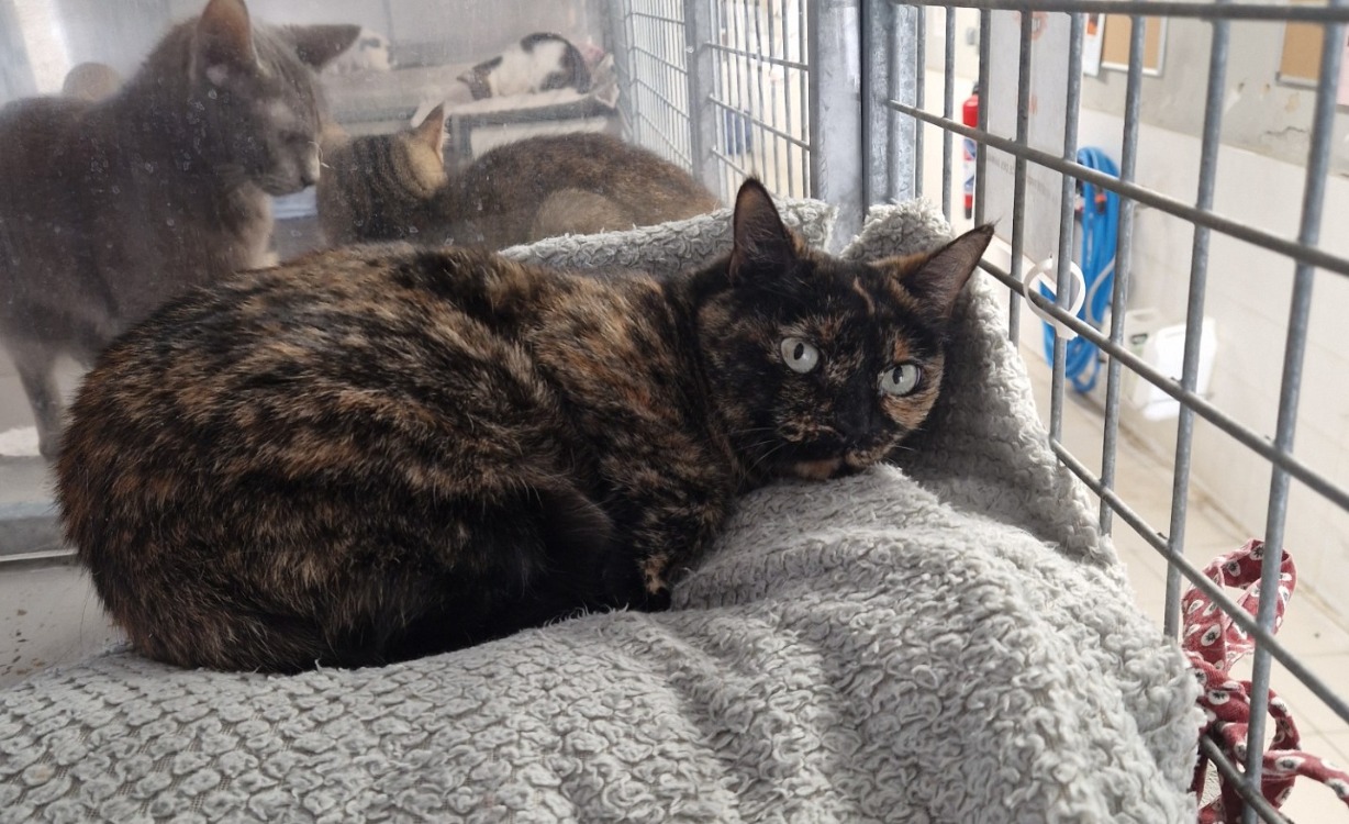 Animal à l'adoption