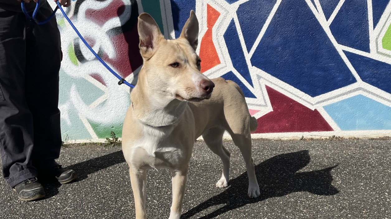 Animal à l'adoption