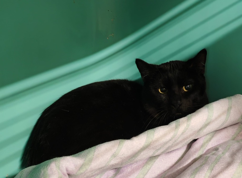 Animal à l'adoption