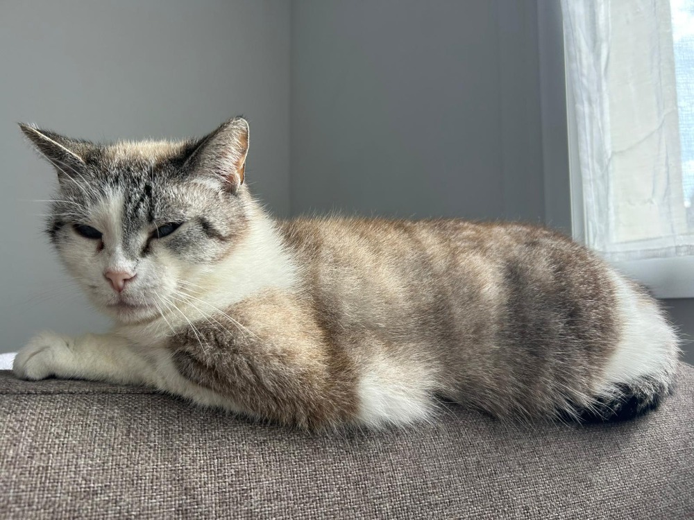 Animal à l'adoption