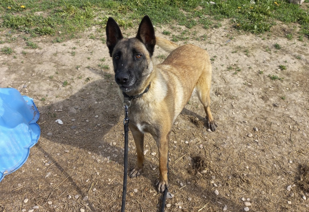Laika