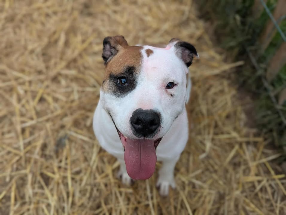 Animal à l'adoption