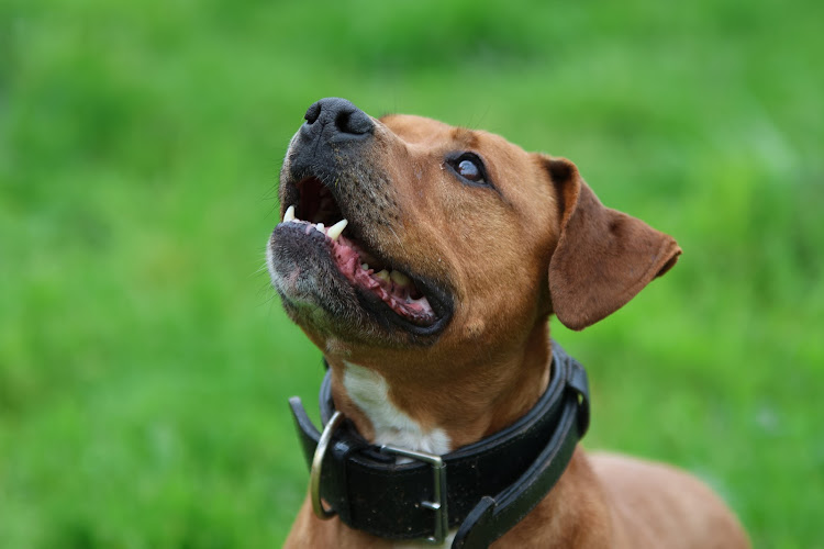 Photo de Laiko