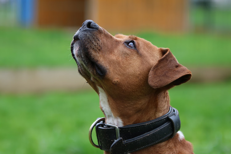 Photo de Laiko