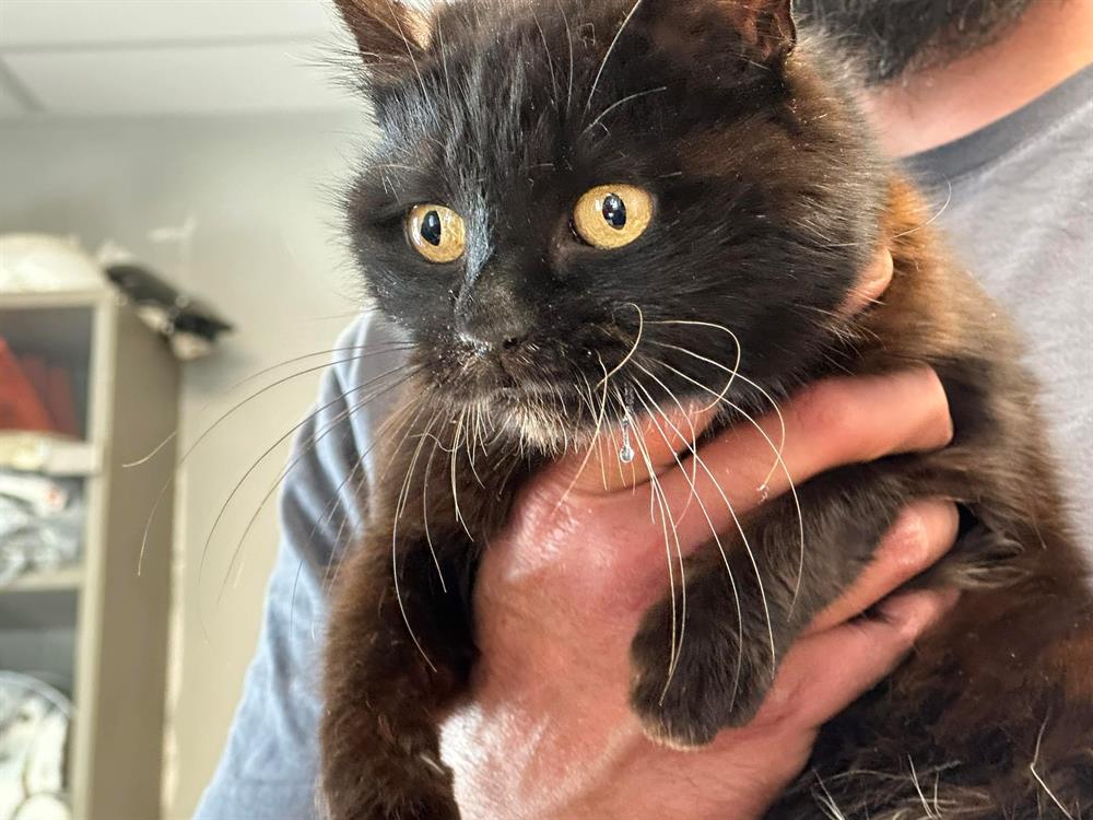 Animal à l'adoption