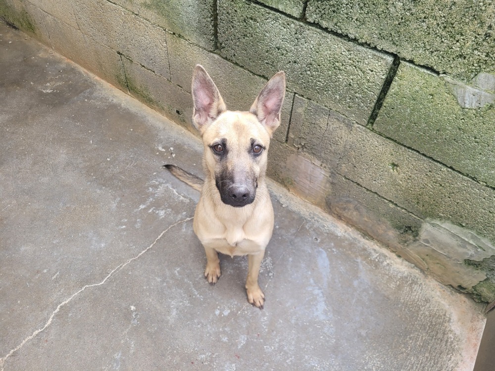 Animal à l'adoption