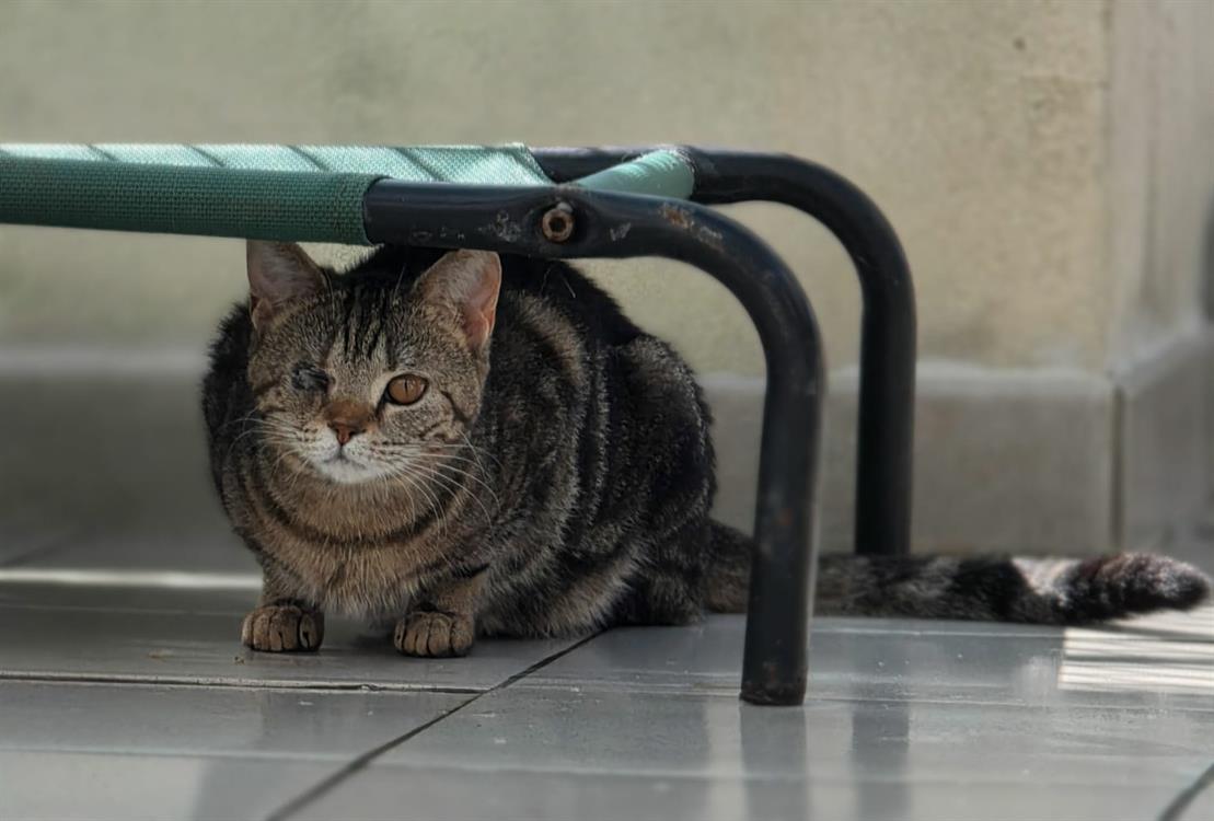 Animal à l'adoption