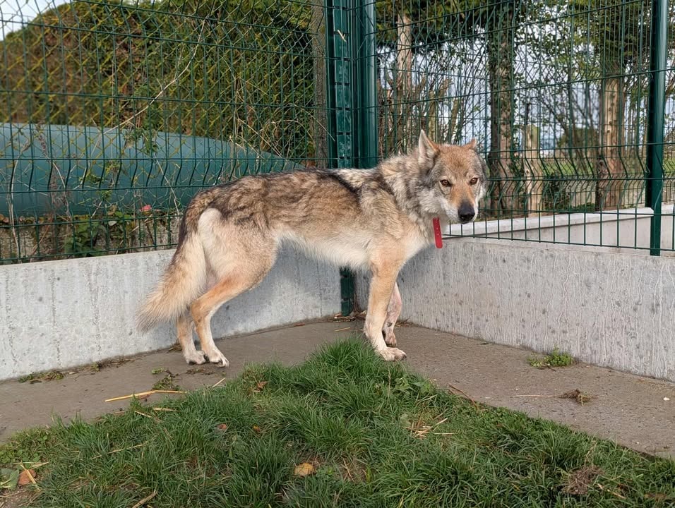 Photo de Larkhos