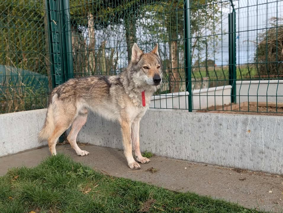 Photo de Larkhos