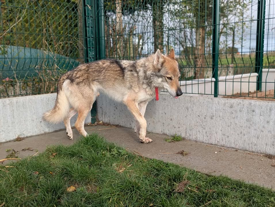 Photo de Larkhos