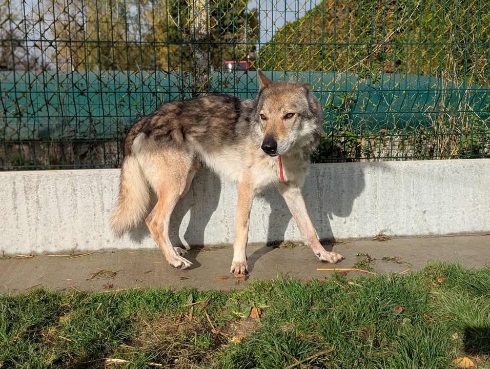 Photo de Larkhos
